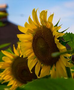 Sunflower5