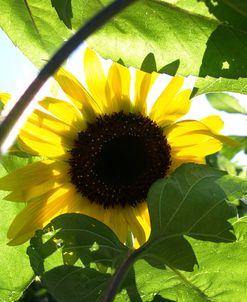 Sunflower6