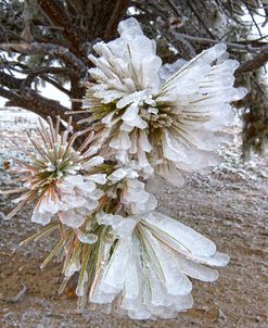 Pine Needles and Ice