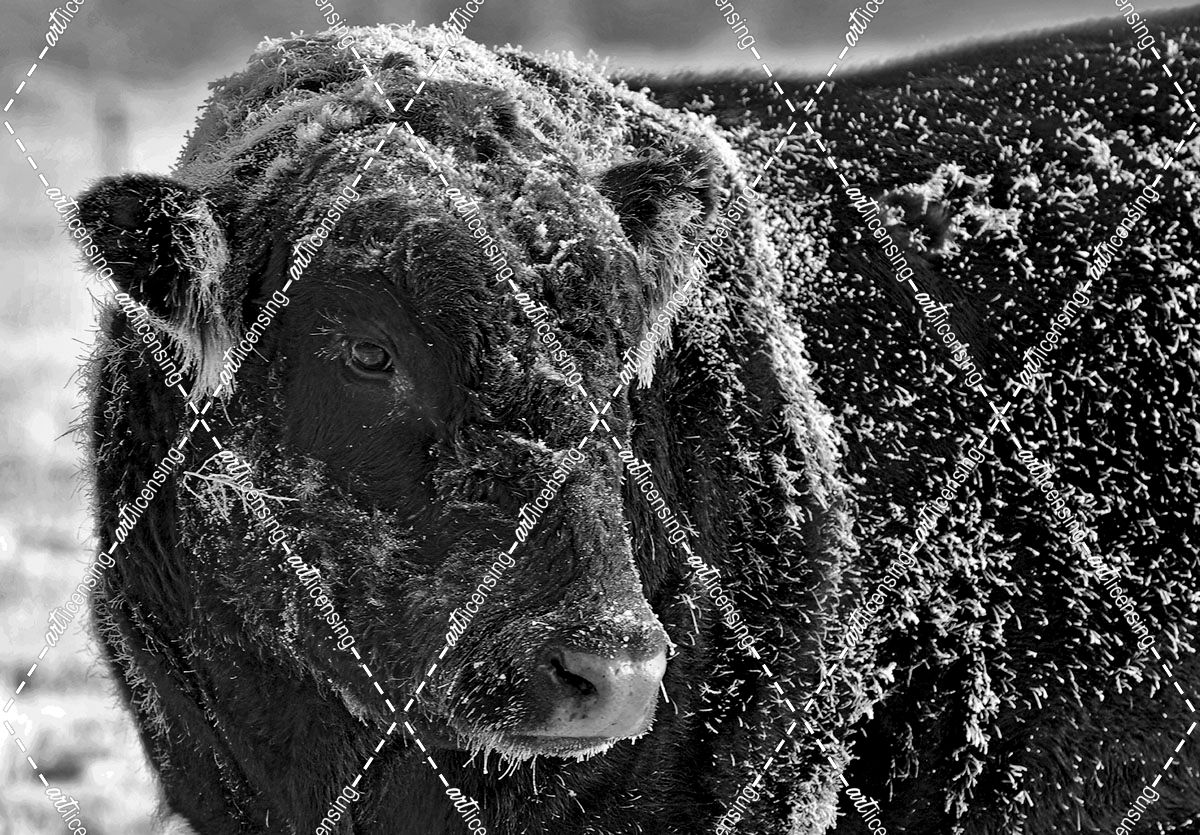 Snow Covered Ice Bull