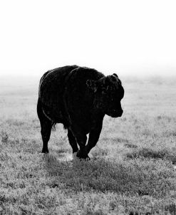 Bull After Ice Storm