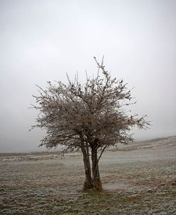 Cedar Tree