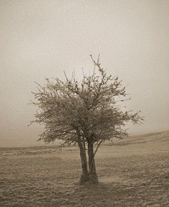 Cedar Tree Crackle Glow Sepia