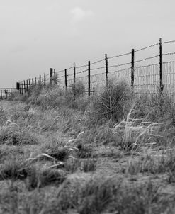 Tumbleweed Fences and Sheep
