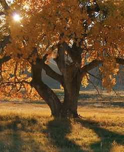 Boxelder’s Autumn Tree