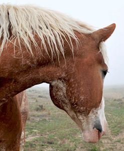 Dreaming In The Mist