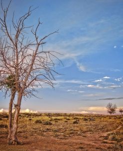 Wyoming High Desert Beauty