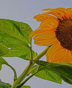 Sunflower Wild
