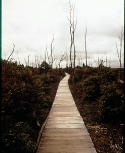 Devastation Trail