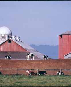 Dairy Farm