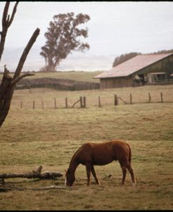 Grazing in Hawaii