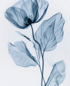 X-Rayed Flower