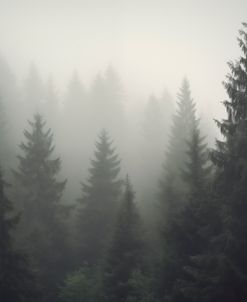 Foggy Forest No 3
