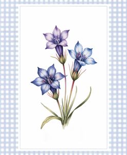 Gentiana Flowers