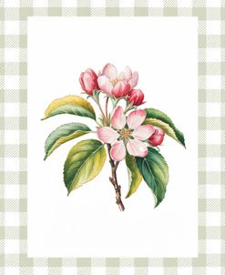 Pink Apple Blossoms