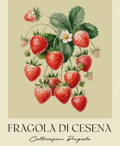 Fragola Di Cesena