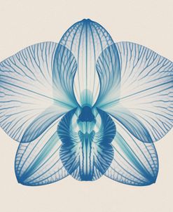 Orchid X-ray