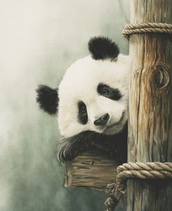 Panda Bear Resting