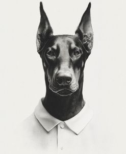 Doberman in Polo Shirt