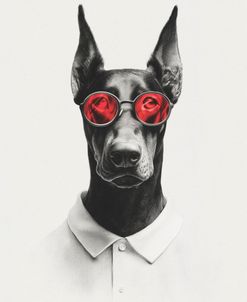 Doberman in Polo Shirt 2