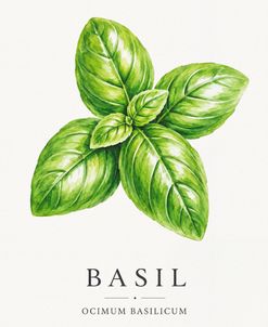Botanical Herb Poster Basil
