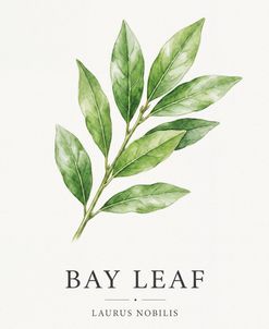 Botanical Herb Poster Bay Leaf
