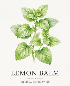 Botanical Herb Poster Lemon Balm