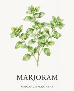 Botanical Herb Poster Marjoram