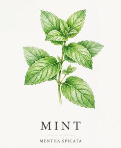 Botanical Herb Poster Mint