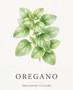 Botanical Herb Poster Oregano