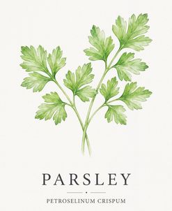 Botanical Herb Poster Parsley