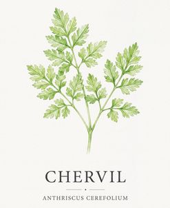 Botanical Herb Poster Chervil