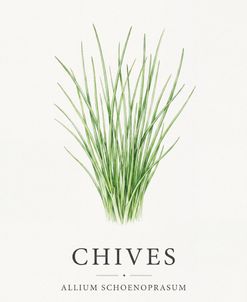 Botanical Herb Poster Chives