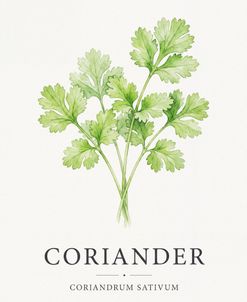 Botanical Herb Poster Coriander