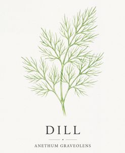 Botanical Herb Poster Dill