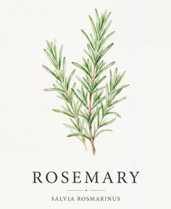 Botanical Herb Poster Rosemary