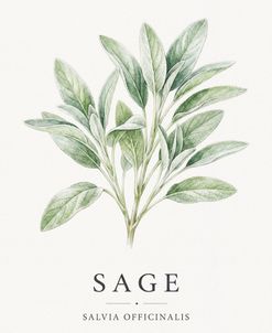 Botanical Herb Poster Sage