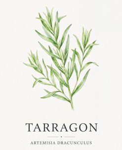 Botanical Herb Poster Tarragon