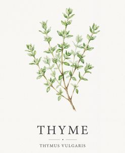 Botanical Herb Poster Thyme