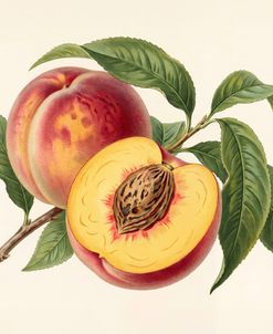 Peach