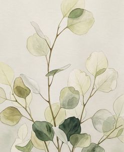 Eucalyptus