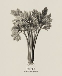 Vintage vegetables – Celery