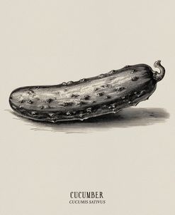 Vintage vegetables – Cucumber