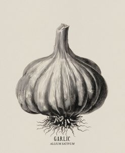 Vintage vegetables – Garlic