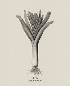 Vintage vegetables – Leek