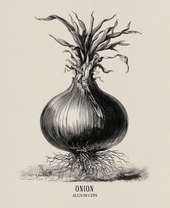 Vintage vegetables – Onion