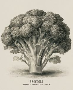 Vintage vegetables – Broccoli