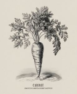 Vintage vegetables – Carrot