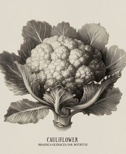 Vintage vegetables – Cauliflower