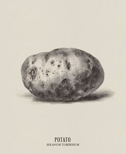 Vintage vegetables – Potato